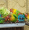 kolorowe papugi