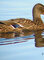 Krzyżówka - ♀ (Anas platyrhynchos) Pani kaczka