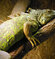 Legwan zielony (Iguana iguana) - z Ameryki Środkowej i Południowej