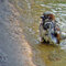 Wróbel zwyczajny - ♂ (Passer domesticus) W kąpieli 