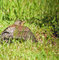 Kwiczoł (Turdus pilaris)