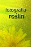 Fotografia roślin
